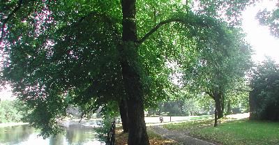 Walking: